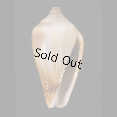 画像1: チビイモガイダマシ