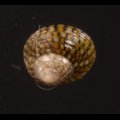 Gibbula senegalensis マメクルマチグサ