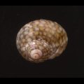 Gibbula senegalensis マメクルマチグサ