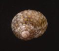 Gibbula senegalensis マメクルマチグサ