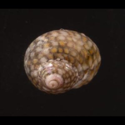 マメクルマチグサ Gibbula senegalensisfig.1