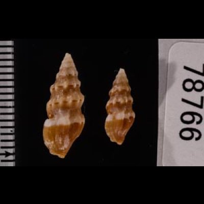 ヒメウミクダマキ Clavus humilisfig.2