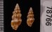 ヒメウミクダマキ Clavus humilisfig.2