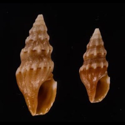 ヒメウミクダマキ Clavus humilisfig.1