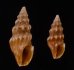 ヒメウミクダマキ Clavus humilisfig.1