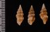 ヒメウミクダマキ Clavus humilisfig.2
