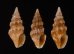 ヒメウミクダマキ Clavus humilisfig.1