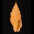 Lienardia crassicostata オレンジクチキレツブ (仮称)