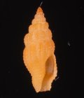 Lienardia crassicostata オレンジクチキレツブ (仮称)