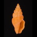 Lienardia crassicostata オレンジクチキレツブ (仮称)