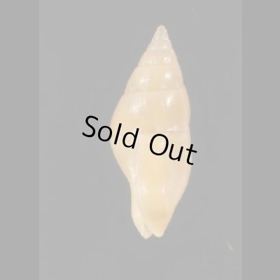 画像2: チノマツムシ (仮称)