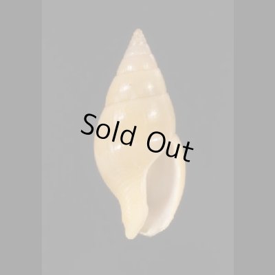 画像1: チノマツムシ (仮称)