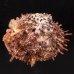 ミヒカリメンガイの一種 Spondylus echinatus zonalisfig.1