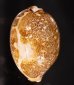 ハラダカラ Leporicypraea mappafig.1