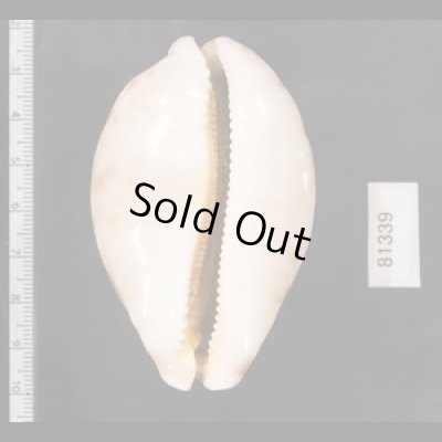 画像2: ハラダカラ