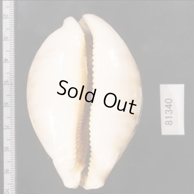 画像2: ハラダカラ