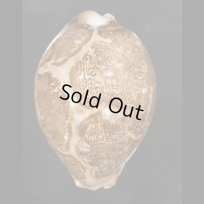 画像1: ハラダカラ