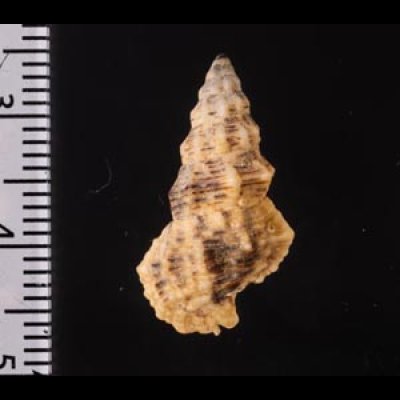 コオニノツノガイ Cerithium columnafig.2