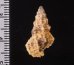 コオニノツノガイ Cerithium columnafig.2