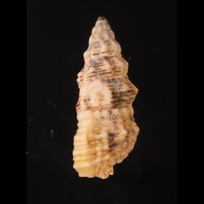 コオニノツノガイ Cerithium columnafig.3