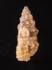 コオニノツノガイ Cerithium columnafig.3