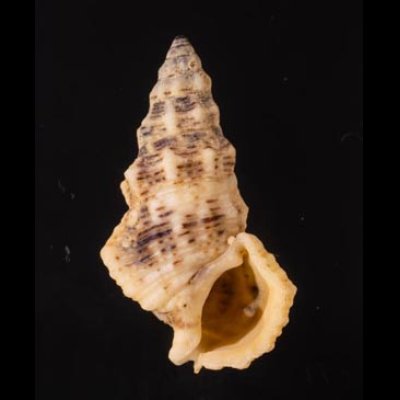コオニノツノガイ Cerithium columnafig.1