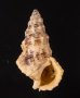 コオニノツノガイ Cerithium columnafig.1
