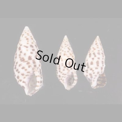 ゴマフカニモリ Cerithium alveolusfig.1