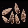 Cerithium alveolus ゴマフカニモリ