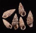 Cerithium alveolus ゴマフカニモリ