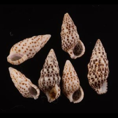 ゴマフカニモリ Cerithium alveolusfig.1