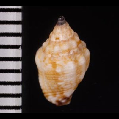 チヂミフトコロ Pyrene variansfig.2