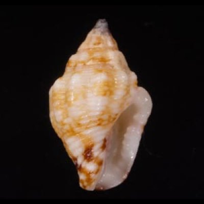 チヂミフトコロ Pyrene variansfig.1