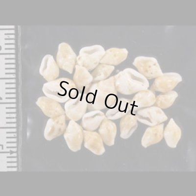 画像2: ヒメマルフトコロ