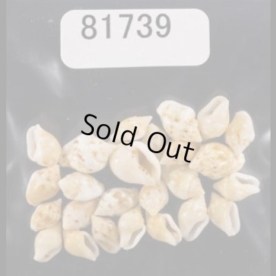 画像1: ヒメマルフトコロ