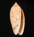 Oliva annulata サツマビナ 薩摩蜷