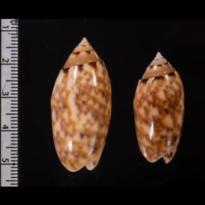 サツマビナ 薩摩蜷 Oliva annulatafig.2