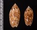 サツマビナ 薩摩蜷 Oliva annulatafig.2