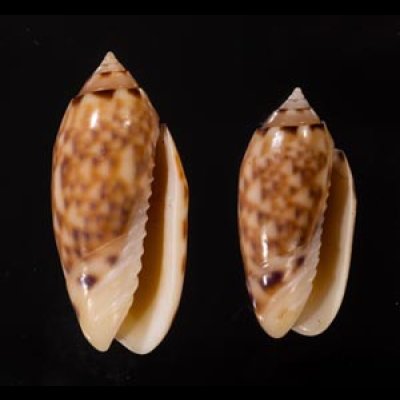 サツマビナ 薩摩蜷 Oliva annulatafig.1