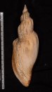 シワヒタチオビ Psephaea concinna corrugatafig.2