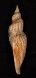 シワヒタチオビ Psephaea concinna corrugatafig.3