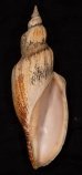 シワヒタチオビ Psephaea concinna corrugatafig.1