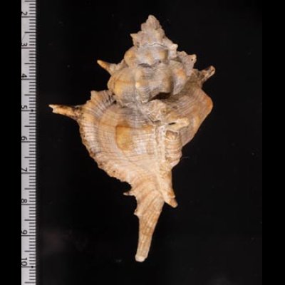 ハッキガイ Siratus pliciferoidesfig.2