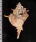 ハッキガイ Siratus pliciferoidesfig.2