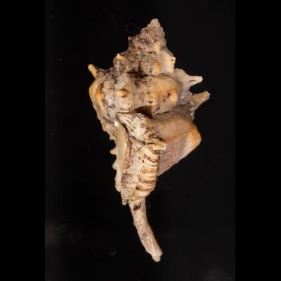 ハッキガイ Siratus pliciferoidesfig.3