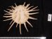 ミサカエショウジョウカズラ Spondylus imperialisfig.2