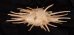 ミサカエショウジョウカズラ Spondylus imperialisfig.3