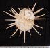 ミサカエショウジョウカズラ Spondylus imperialisfig.2
