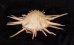 ミサカエショウジョウカズラ Spondylus imperialisfig.3