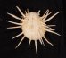 ミサカエショウジョウカズラ Spondylus imperialisfig.1